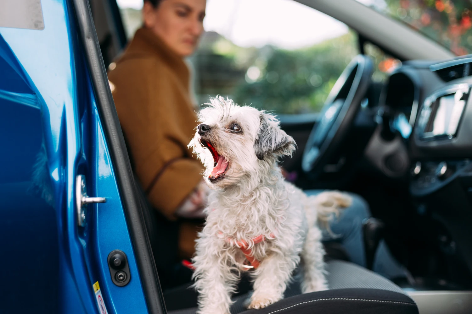 Nissan Rogue Dog Carrier Car Seat for Bolonka