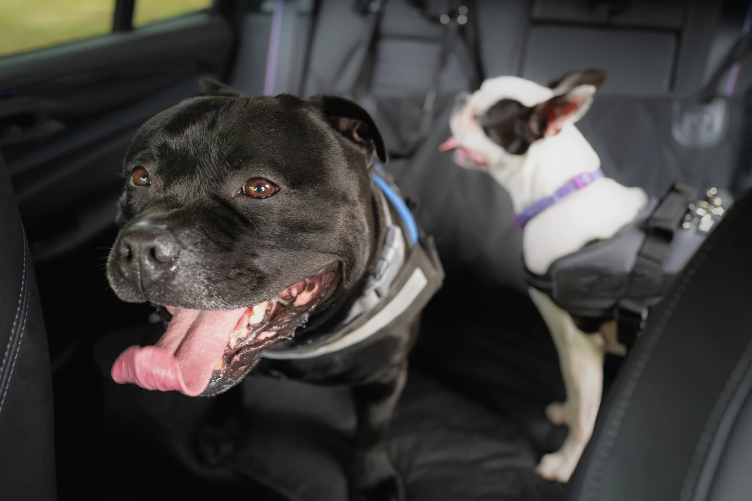 Ford Explorer Dog Car Seat for Staffordshire Bull Terriers