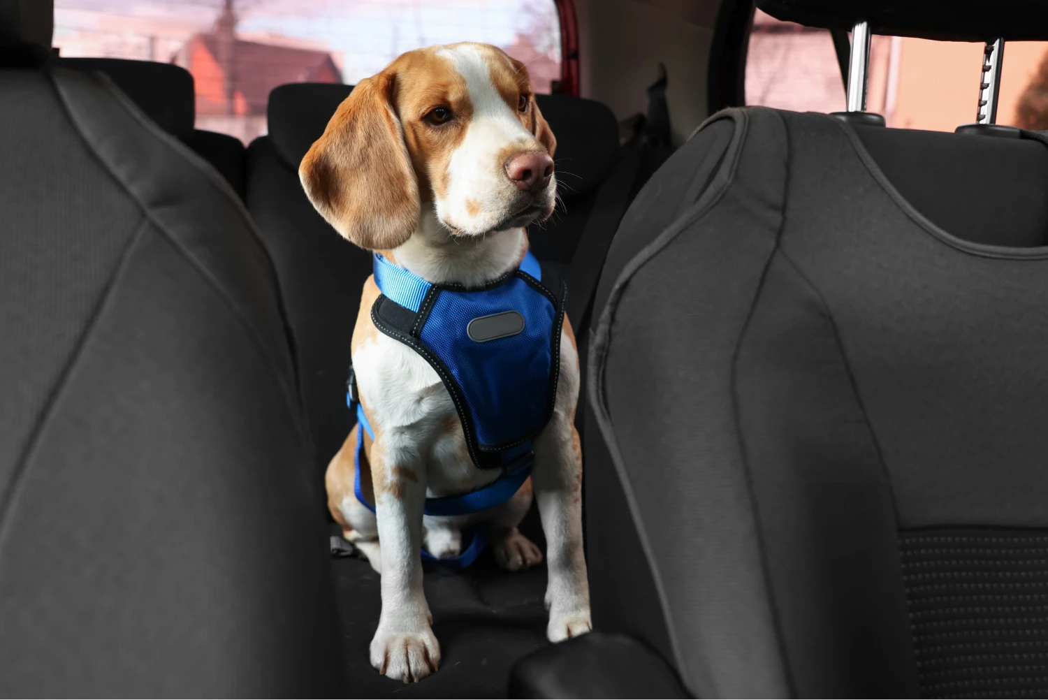 Hyundai Elantra Dog Car Seat Belt for Beagles