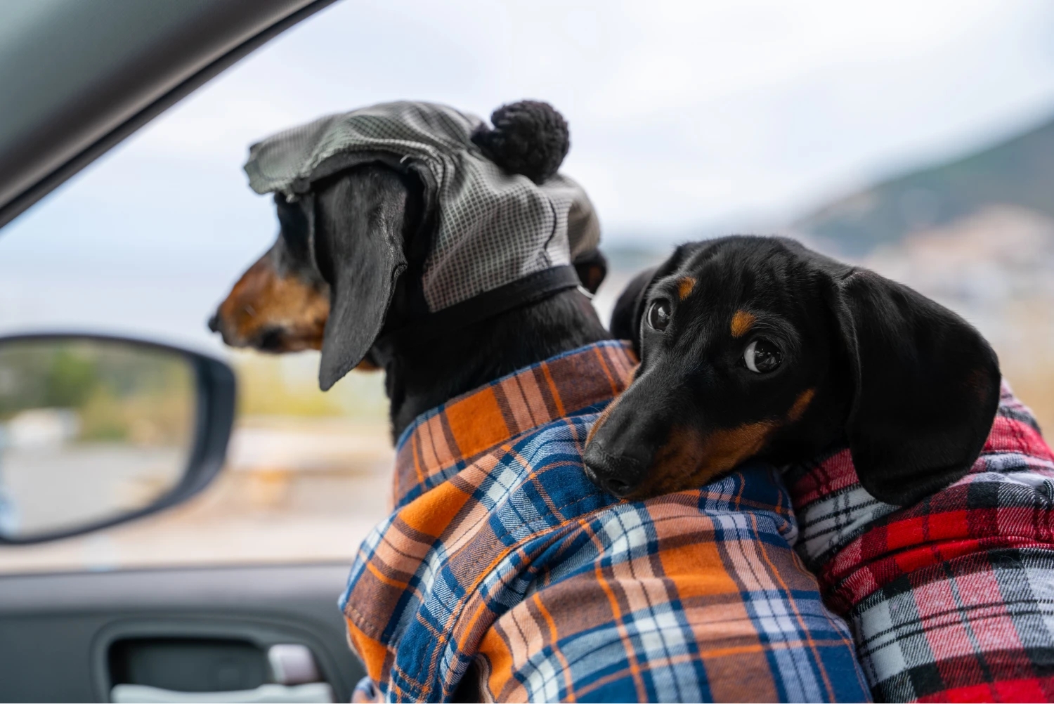 BMW X5 Dog Safety Belt for Dachshunds