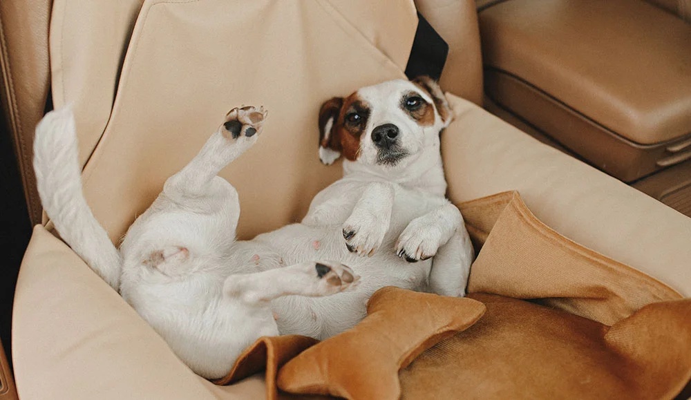 Chevrolet Silverado Dog Car Seat for Cocker Spaniels