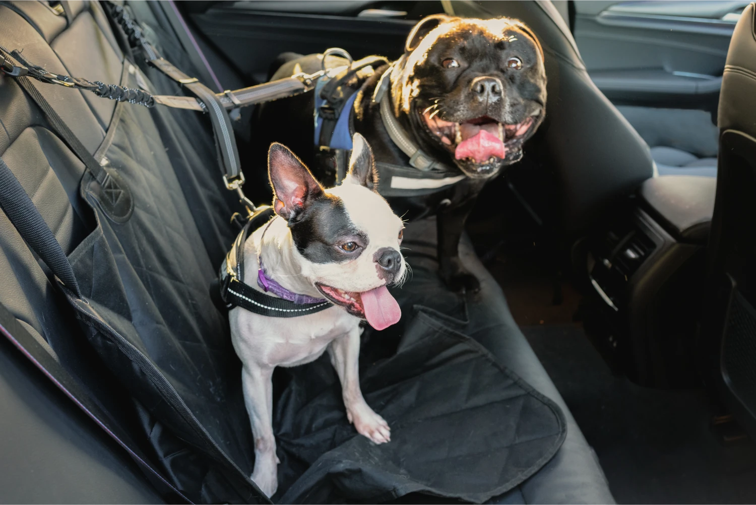 GMC Acadia Dog Safety Belt for Staffordshire Bull Terriers